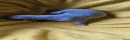 Whippet dogs for sale: KC HEALTH AND HEART TESTED WHIPPETS - Advert 5