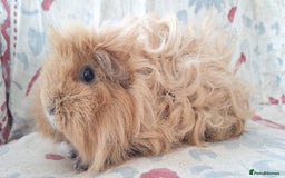 Guinea Pig rodents for sale: BABY GUINEA PIGS AVAILABLE HEREFORDSHIRE  - Image 10
