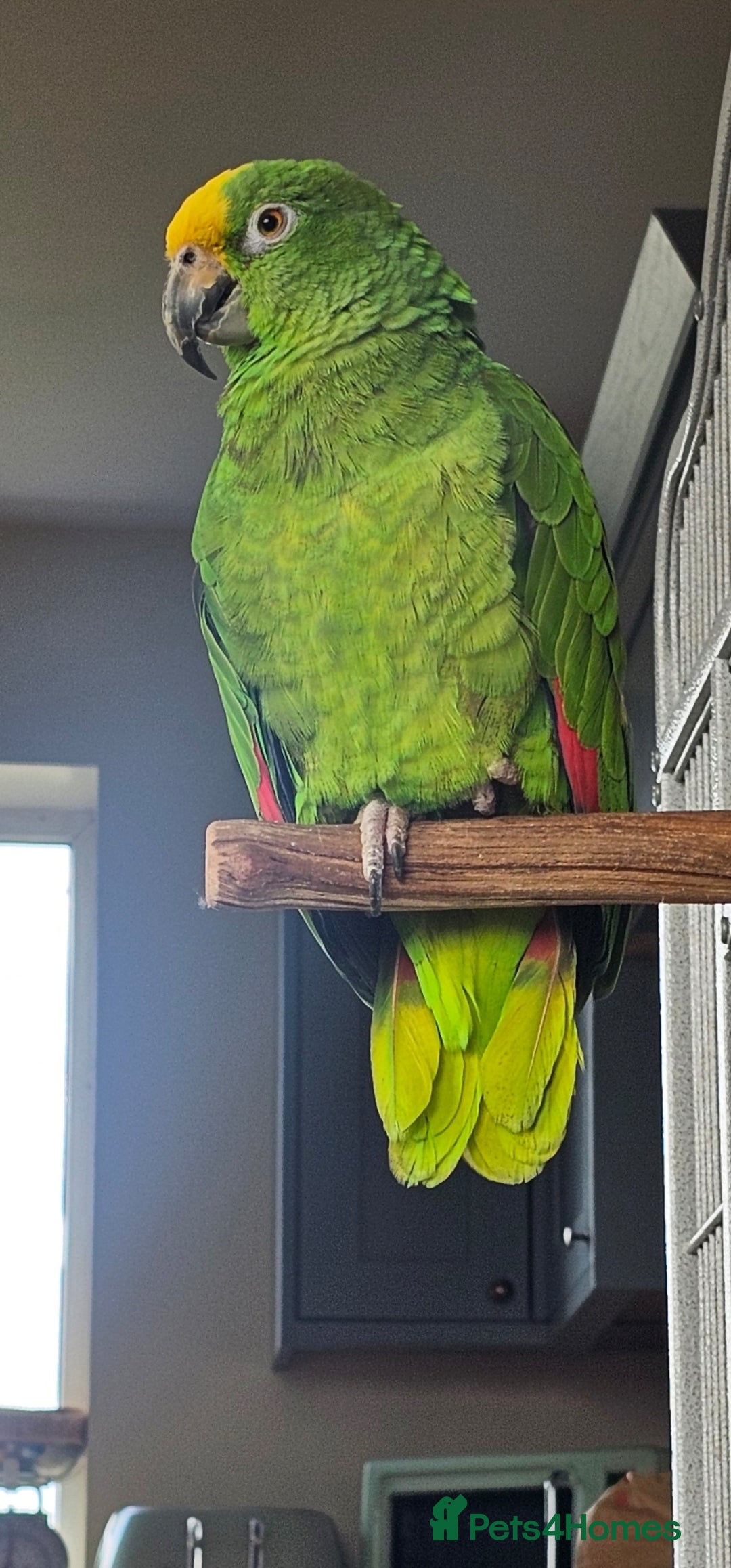 Parrots birds for sale: Yellow headed amazon  - Image 5