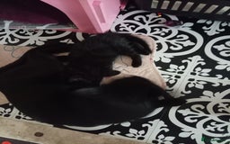 Mixed Breed cats for sale: Female kitten for sale - Image 1