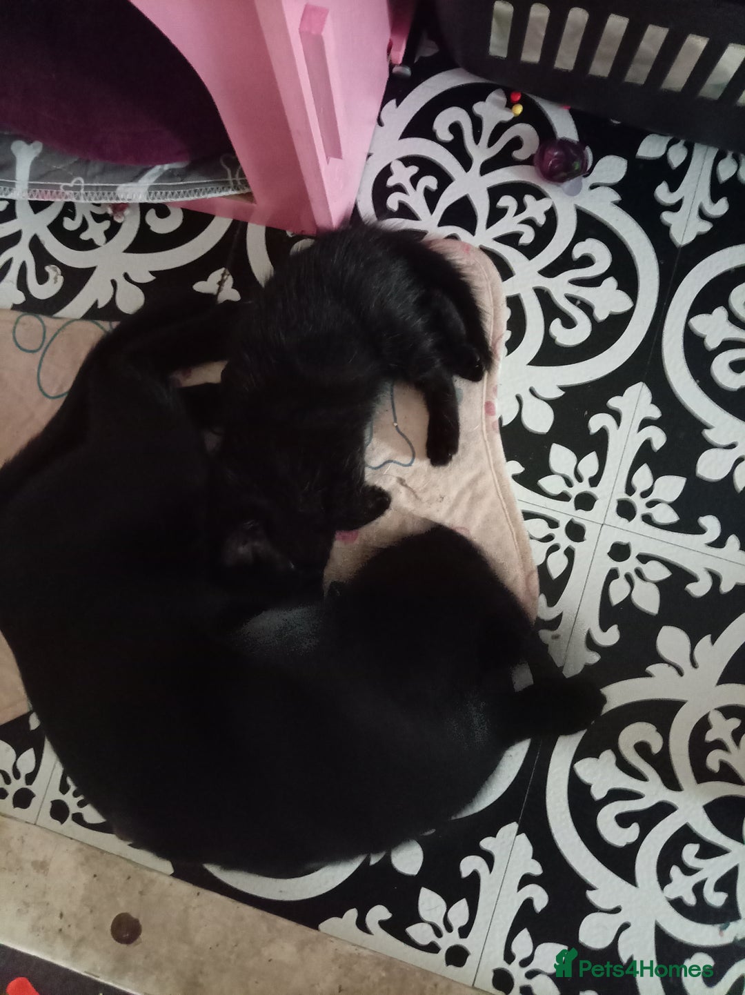 Mixed Breed cats for sale: Female kitten for sale - Image 1