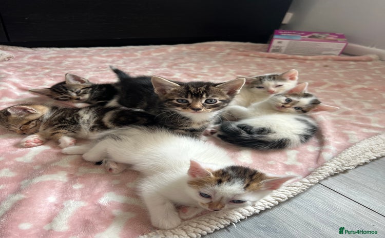Domestic Shorthair cats - Advert 2