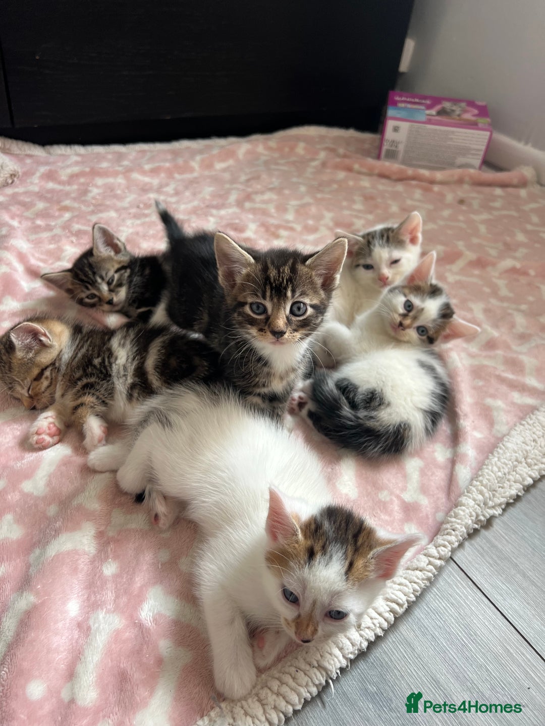 Domestic Shorthair cats for sale: 6 beautiful kittens for sale  - Image 1