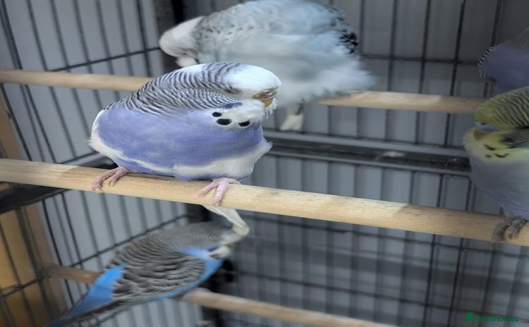 Budgerigars birds - Advert 1