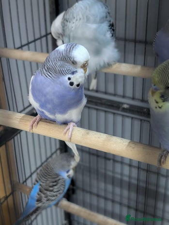 Budgerigars birds - Advert 1
