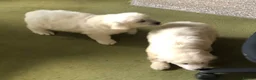 Golden Retriever dogs for sale: Lovely chunky cream puppies  - Advert 28