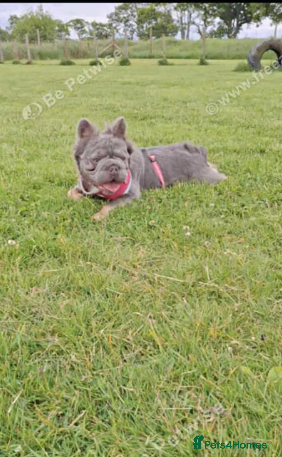 French Bulldog dogs for sale: Fluffy Frenchie - Advert 5