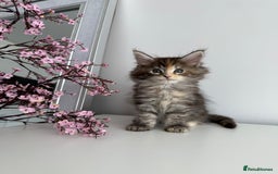 Maine Coon cats for sale: Stunning TICA Maine Coon girls - Image 6