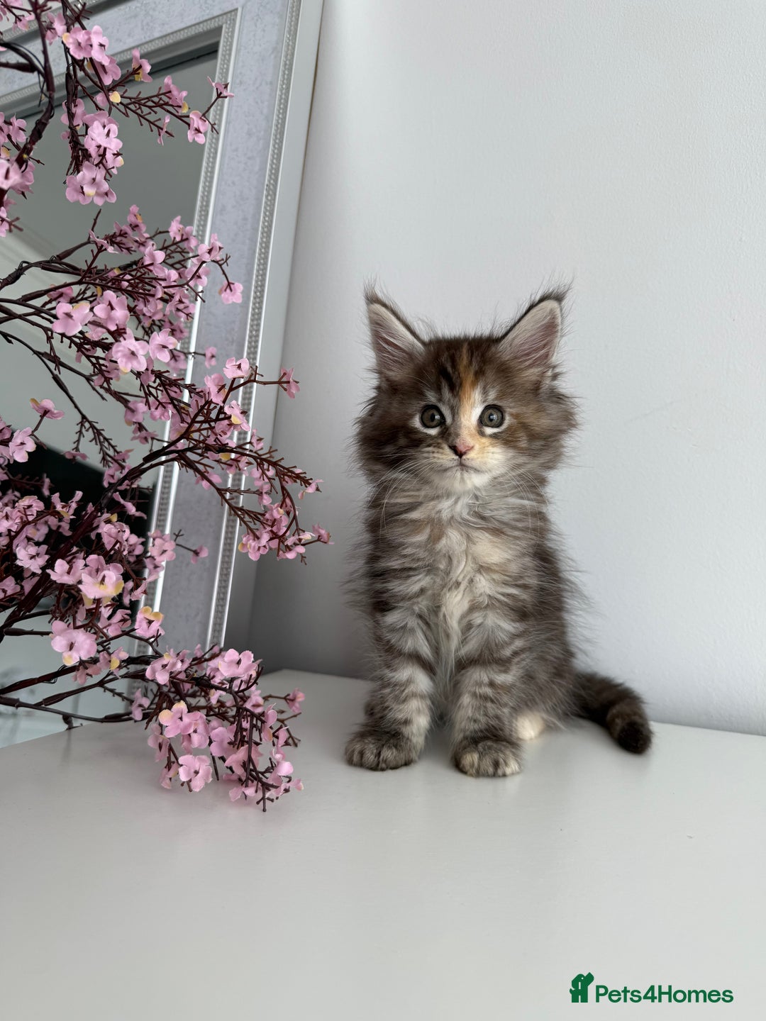 Maine Coon cats for sale: Stunning TICA Maine Coon girls - Image 6