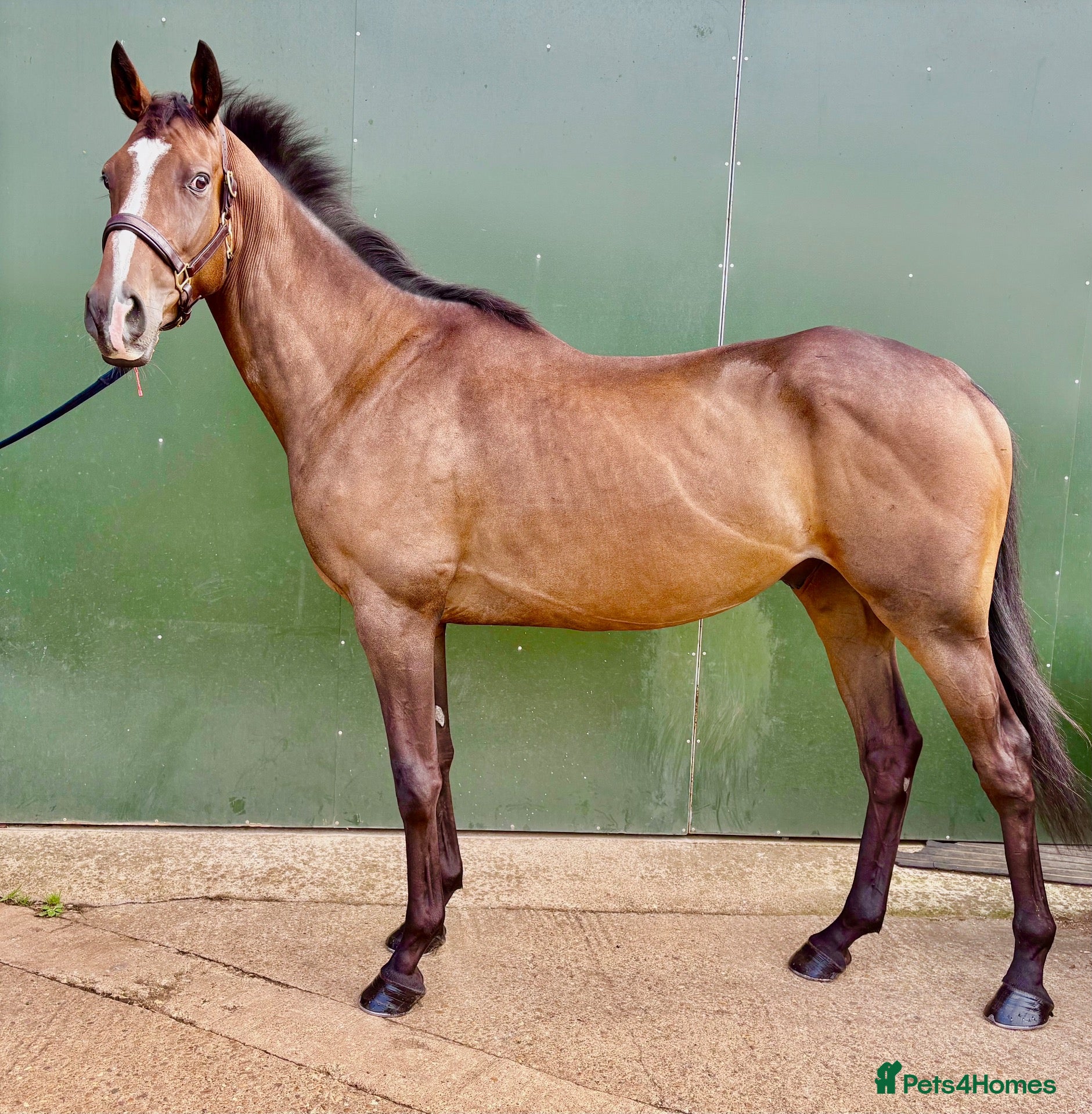 English Thoroughbred horses Jack  - Advert 3