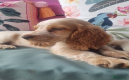Cocker Spaniel dogs for sale: 🐶PRA FA HEALTH TESTED Show Cocker Spaniels Ready - Image 22