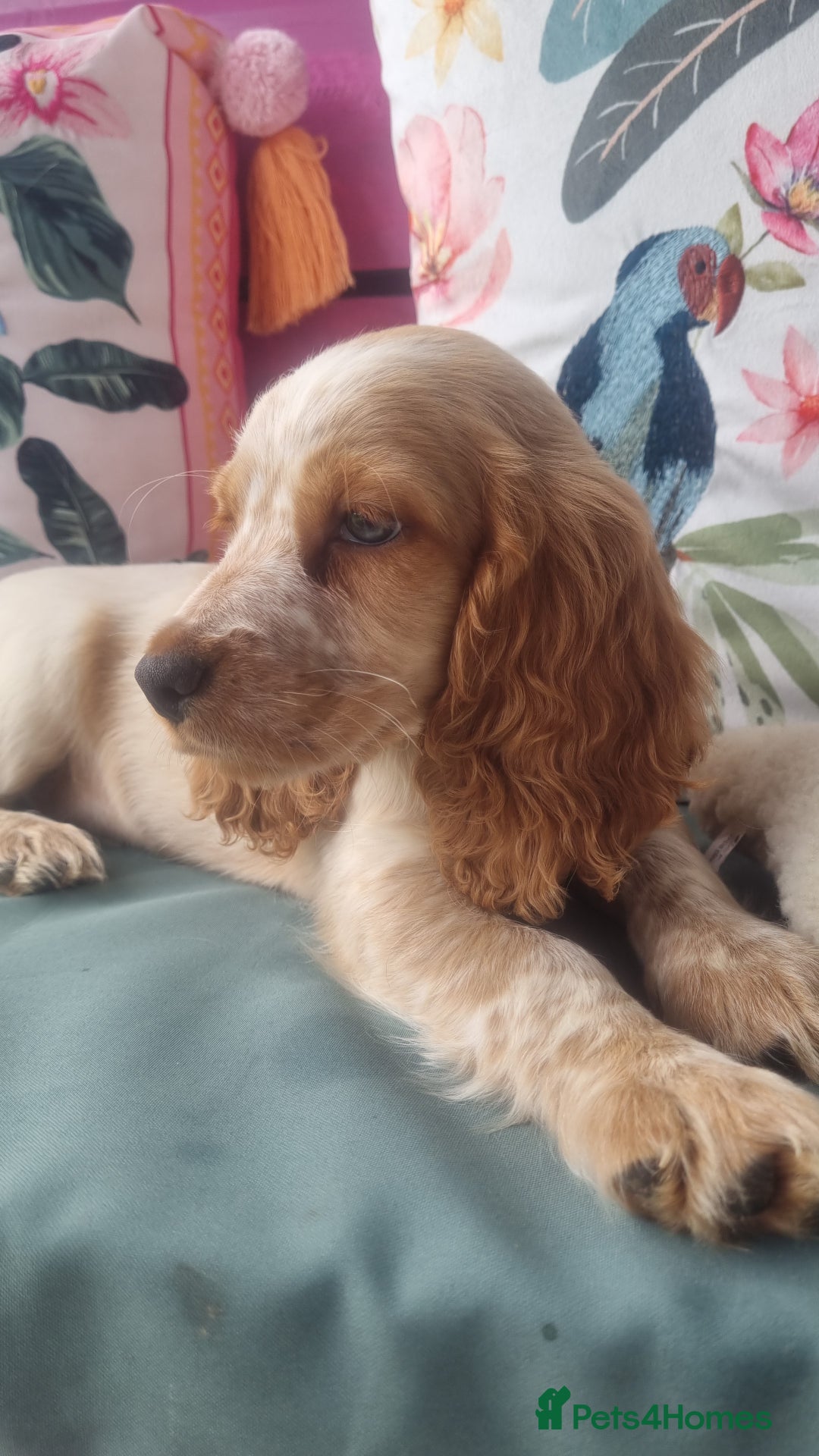 Cocker Spaniel dogs for sale: 🐶PRA FA HEALTH TESTED Show Cocker Spaniels Ready - Image 22