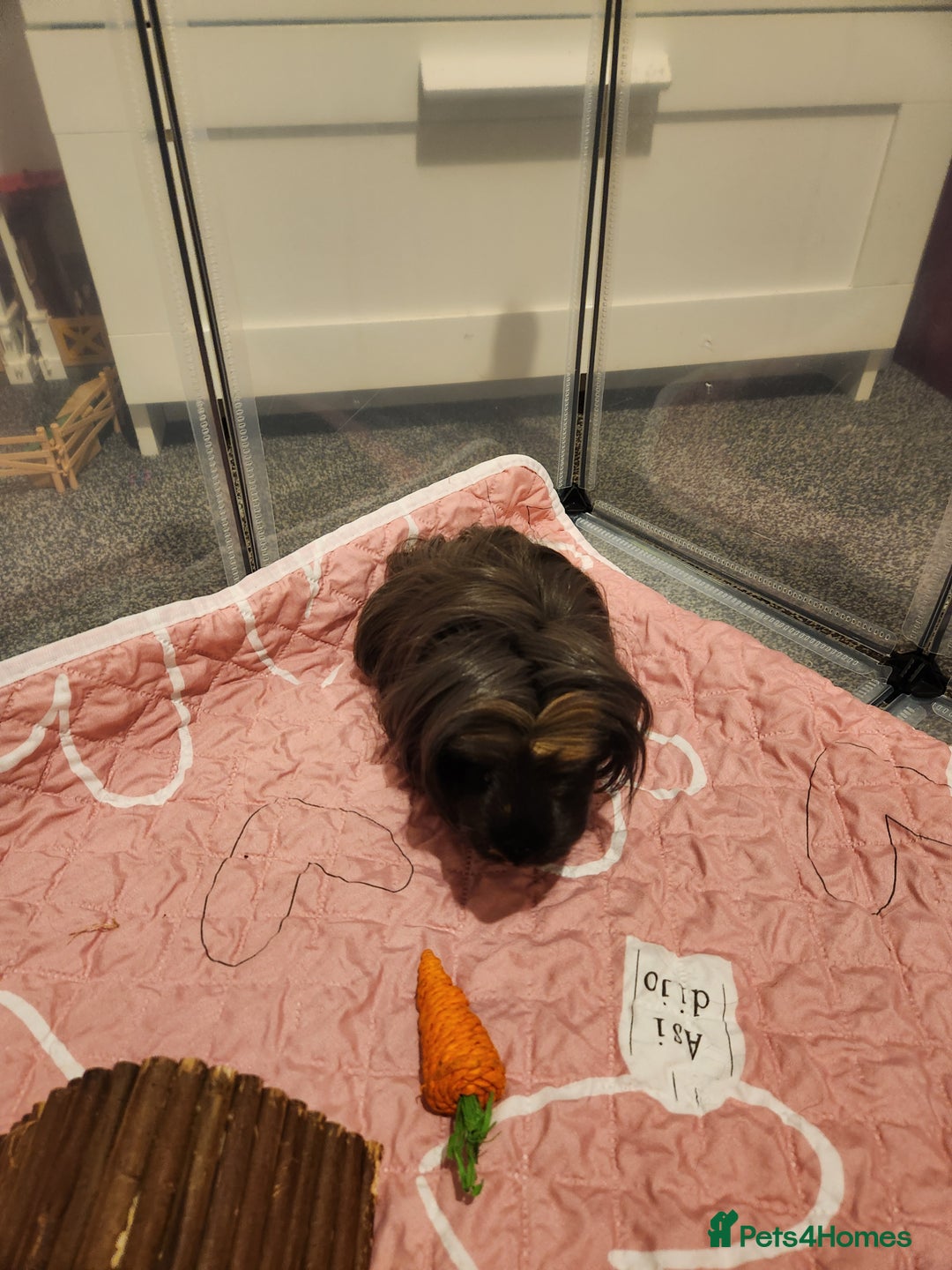 Guinea Pig rodents for sale: Long haired Guinea pig  - Advert 2