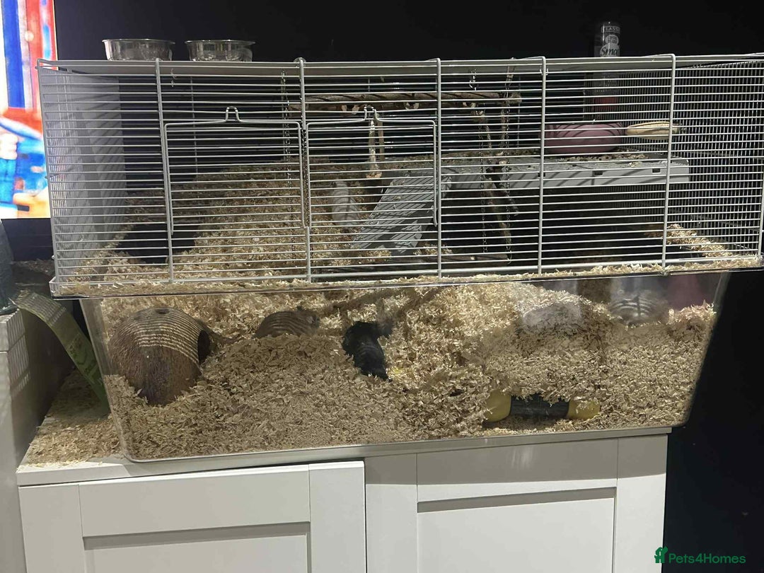Gerbil rodents for sale: Gerbils  - Advert 1
