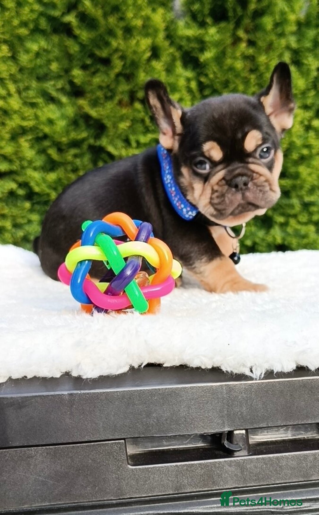 French Bulldog dogs for sale: ❤️ 🐶 beautiful French bulldog puppies ❤️🐶 - Image 29