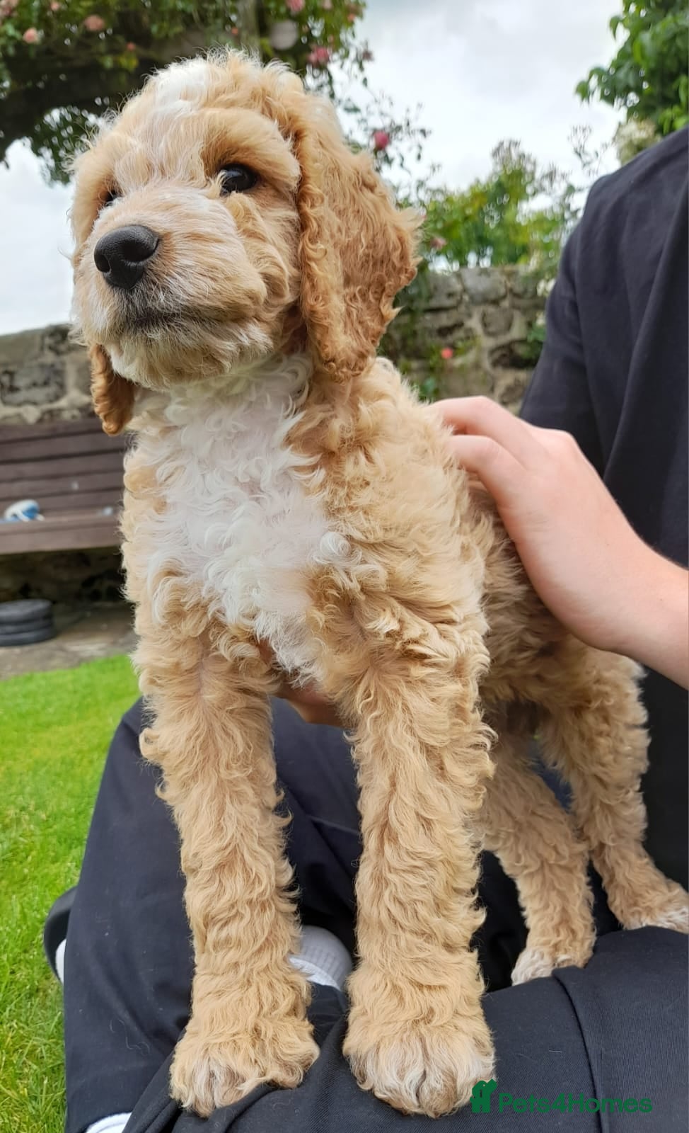 Cockapoo dogs *LAST BOY PUP REMAINING* gorgeous F2 Cockapoo pups - Advert 2