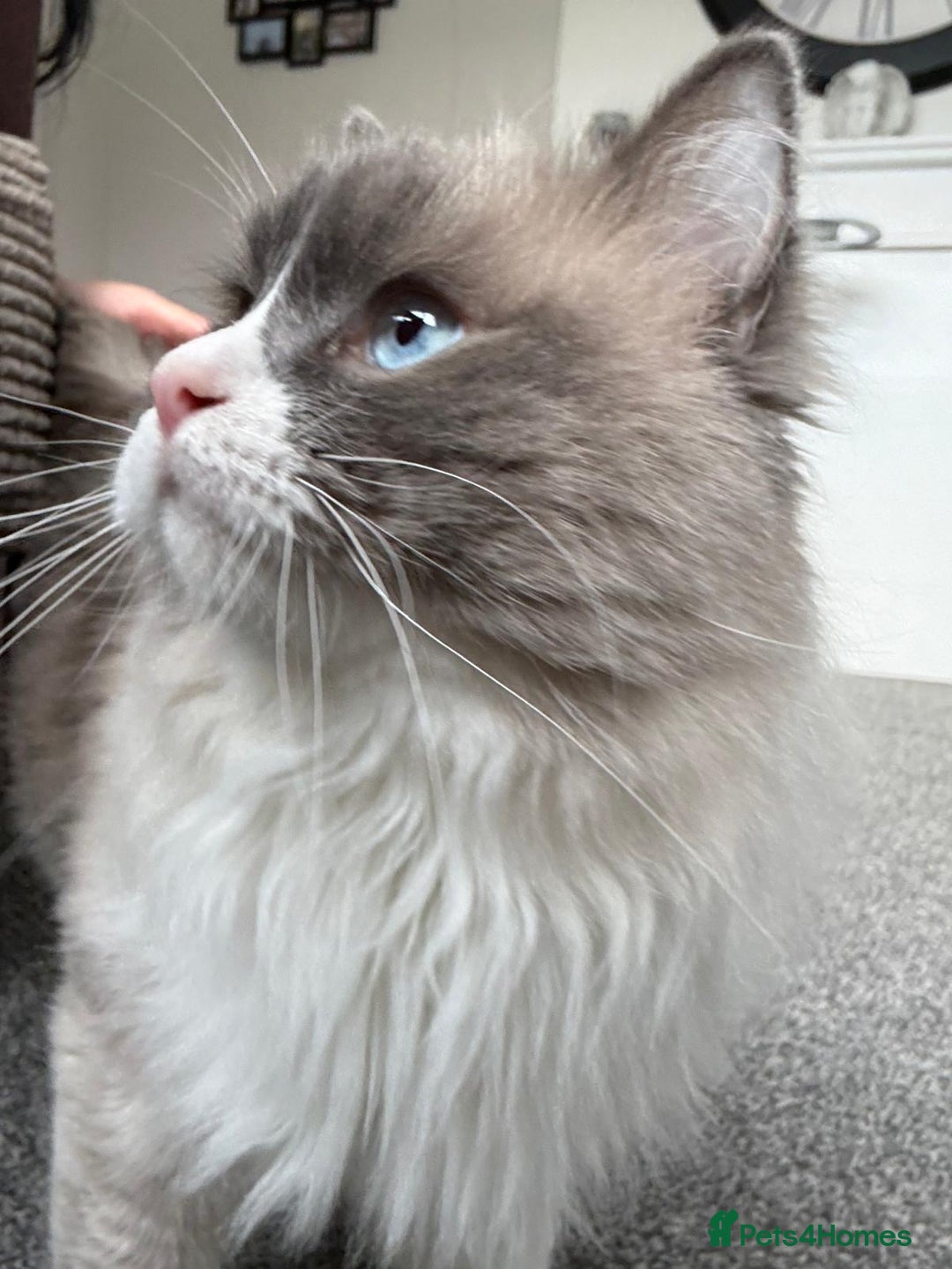 Ragdoll cats for sale: 💙 Stunning 2-Year-Old GCCF Registered Ragdoll Boy - Advert 4