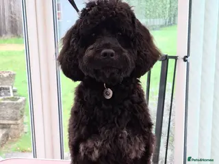 Cavapoo dogs Beautiful F1 Cavapoo Boy in Dorchester - Advert 1