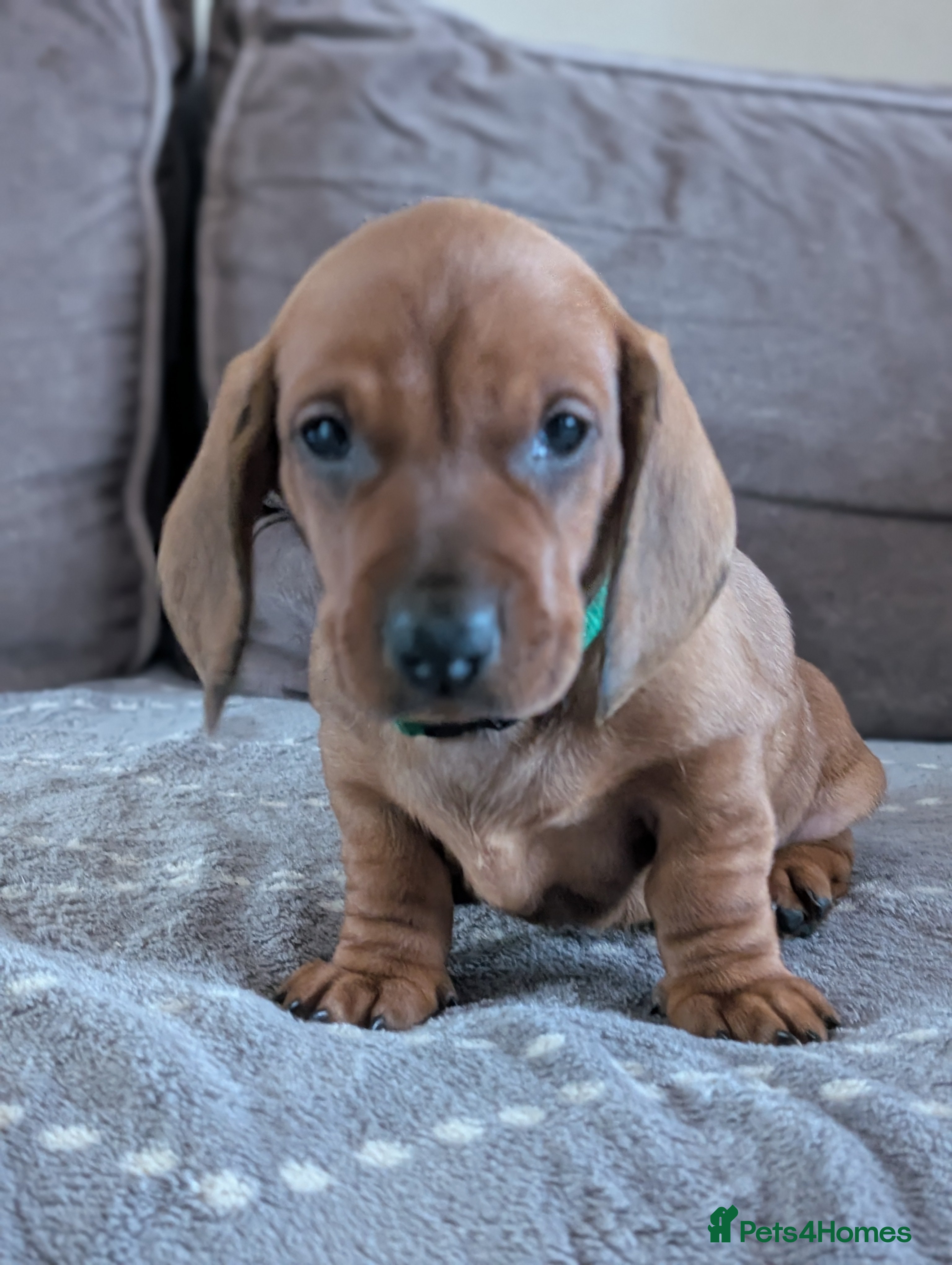 Dachshund dogs Champions Line/Show Quality Standard Dachshund - Advert 7