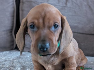 Dachshund dogs Champions Line/Show Quality Standard Dachshund - Advert 6