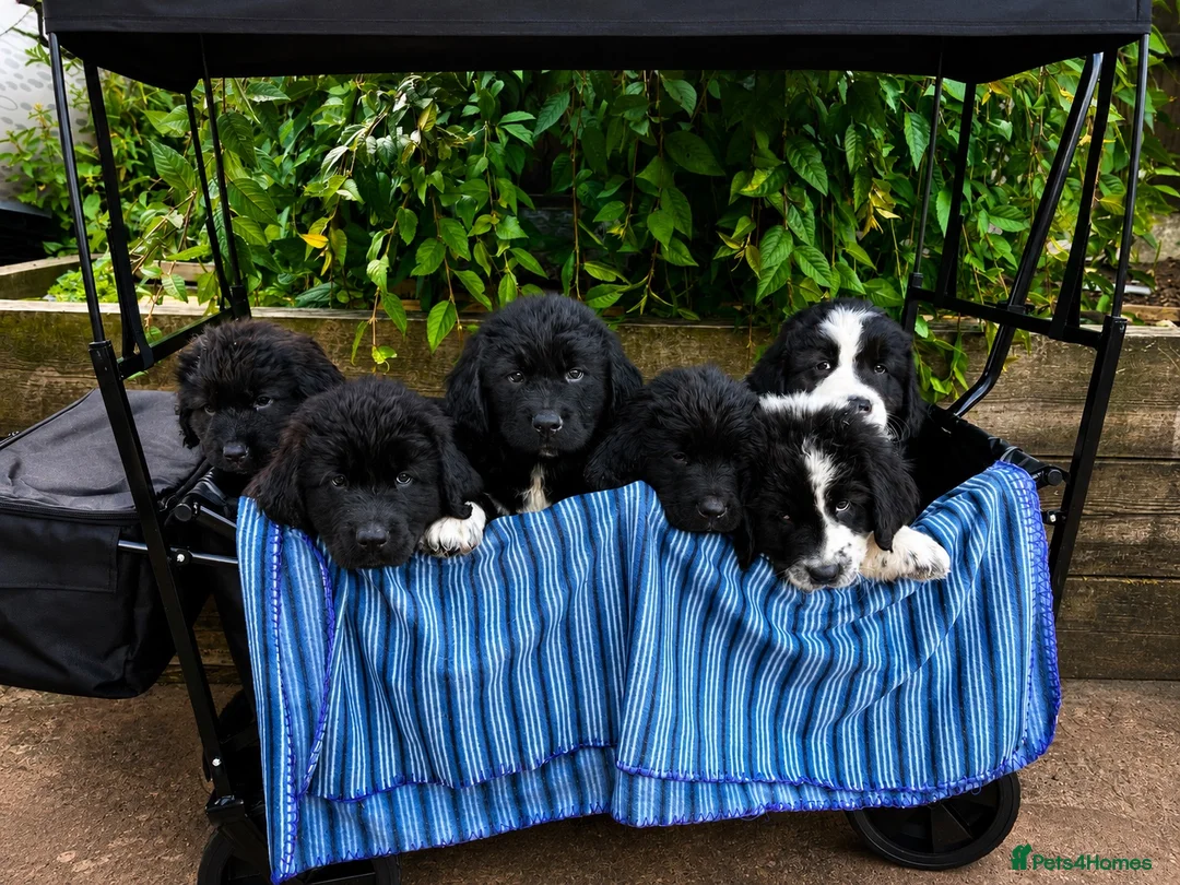 Mixed Breed dogs for sale: READY NOW Black landseer Newfoundland puppies  - Advert 1