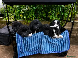 Mixed Breed dogs READY NOW Black landseer Newfoundland puppies - Advert 12