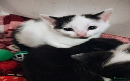 Mixed Breed cats for sale: 8 weeks old Kitten, Female - Image 25
