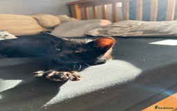 Domestic Shorthair cats for sale: 4 black and white kittens  - Image 3
