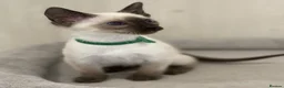 Siamese cats for sale: GCCF Registered Traditional Siamese Kittens.  - Advert 11