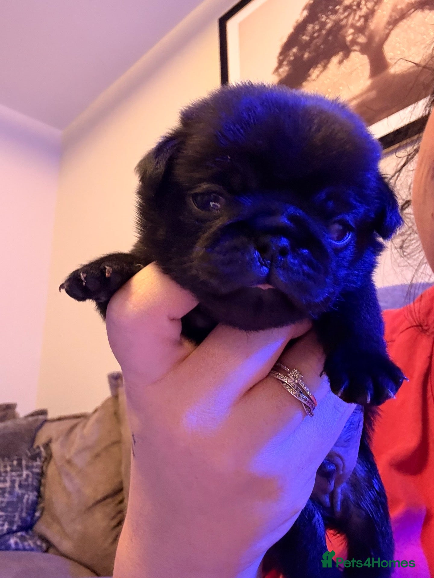 Pug dogs 🐾 **PUG PUPPIES – INTEREST NOW BEING TAKEN 🐾** - Advert 5