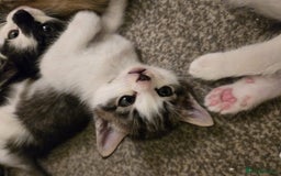 Mixed Breed cats for sale: Sweet kittens  - Image 18