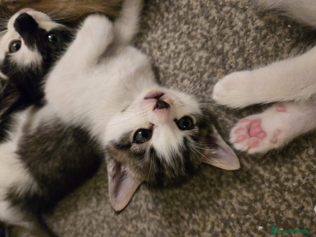 Mixed Breed cats for sale: Sweet kittens  - Image 18