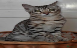 Bengal cats for sale: STUNNING GLITTER PELTED TICA REG BENGAL KITTENS - Image 31