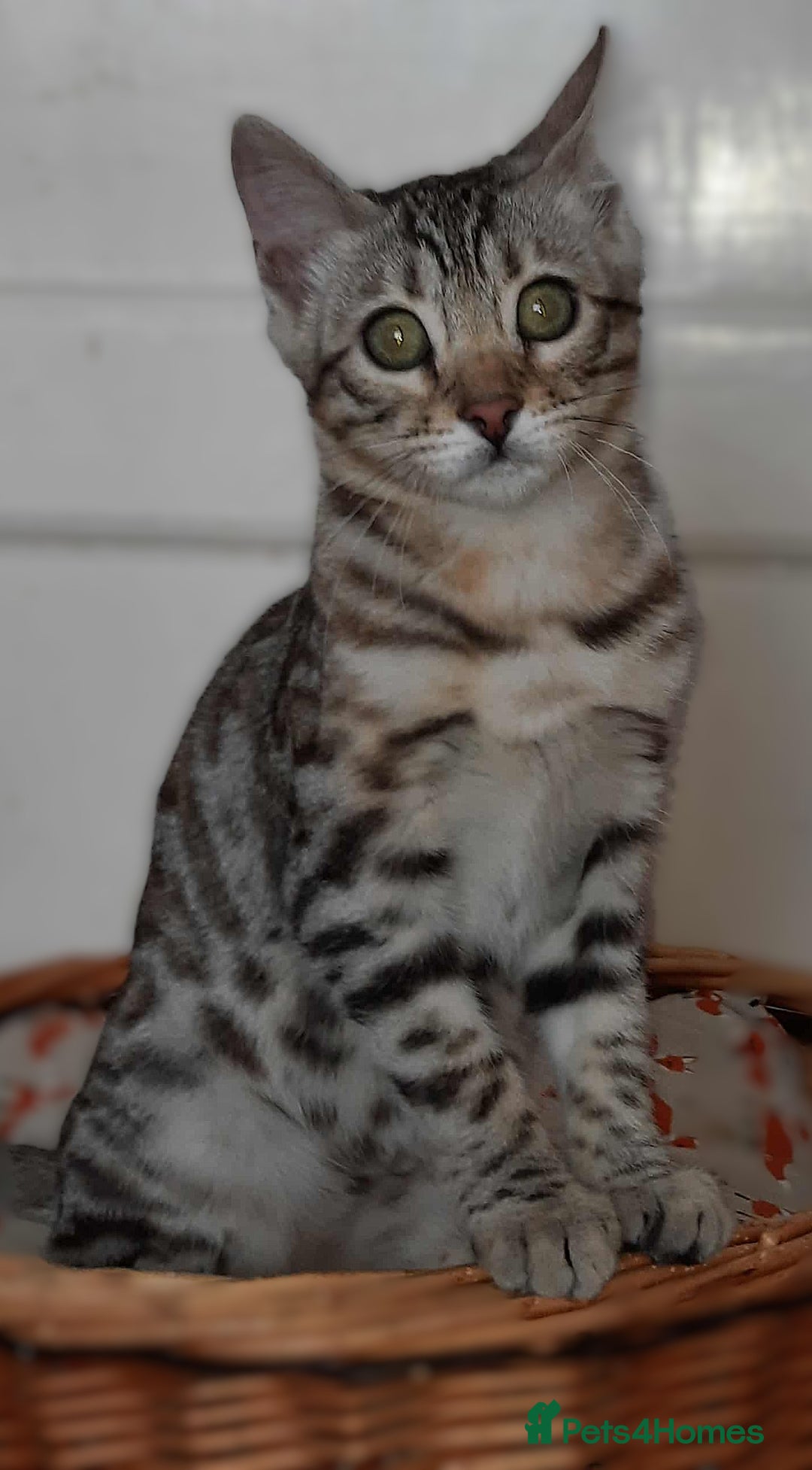 Bengal cats for sale: STUNNING GLITTER PELTED TICA REG BENGAL KITTENS - Image 31