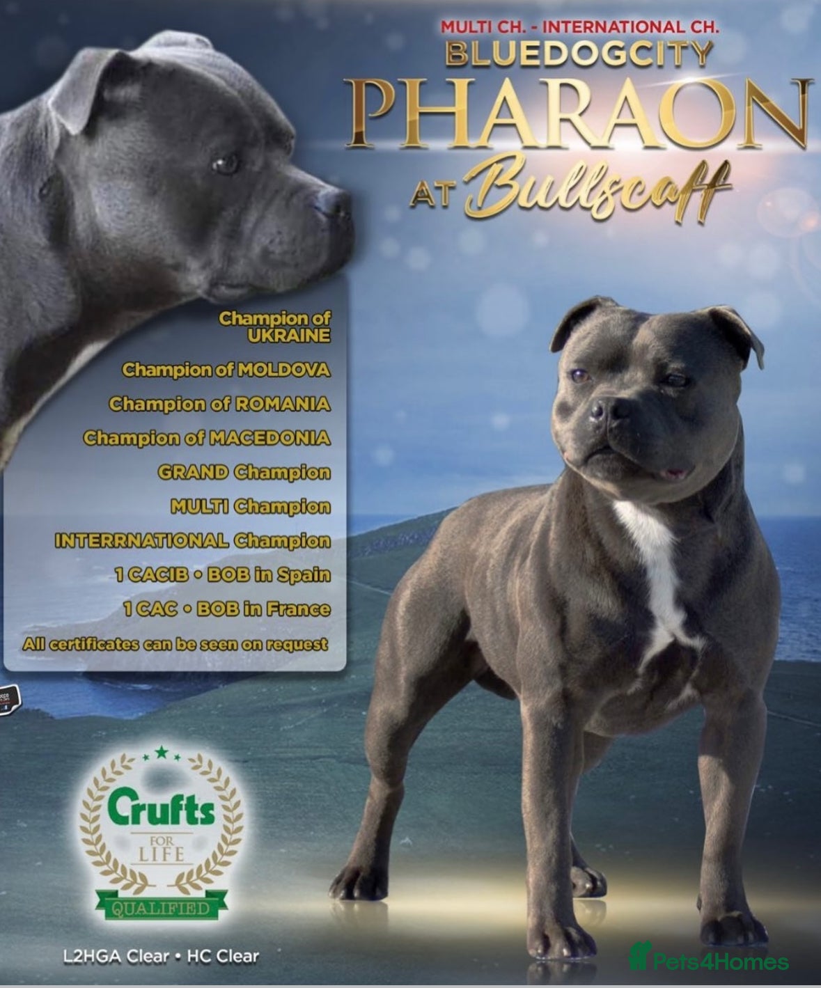 Staffordshire Bull Terrier dogs PHARAON PUPPIES 🏆 STAFFORDSHIRE BULL TERRIERS  - Advert 5