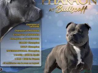 Staffordshire Bull Terrier dogs PHARAON PUPPIES 🏆 STAFFORDSHIRE BULL TERRIERS - Advert 1
