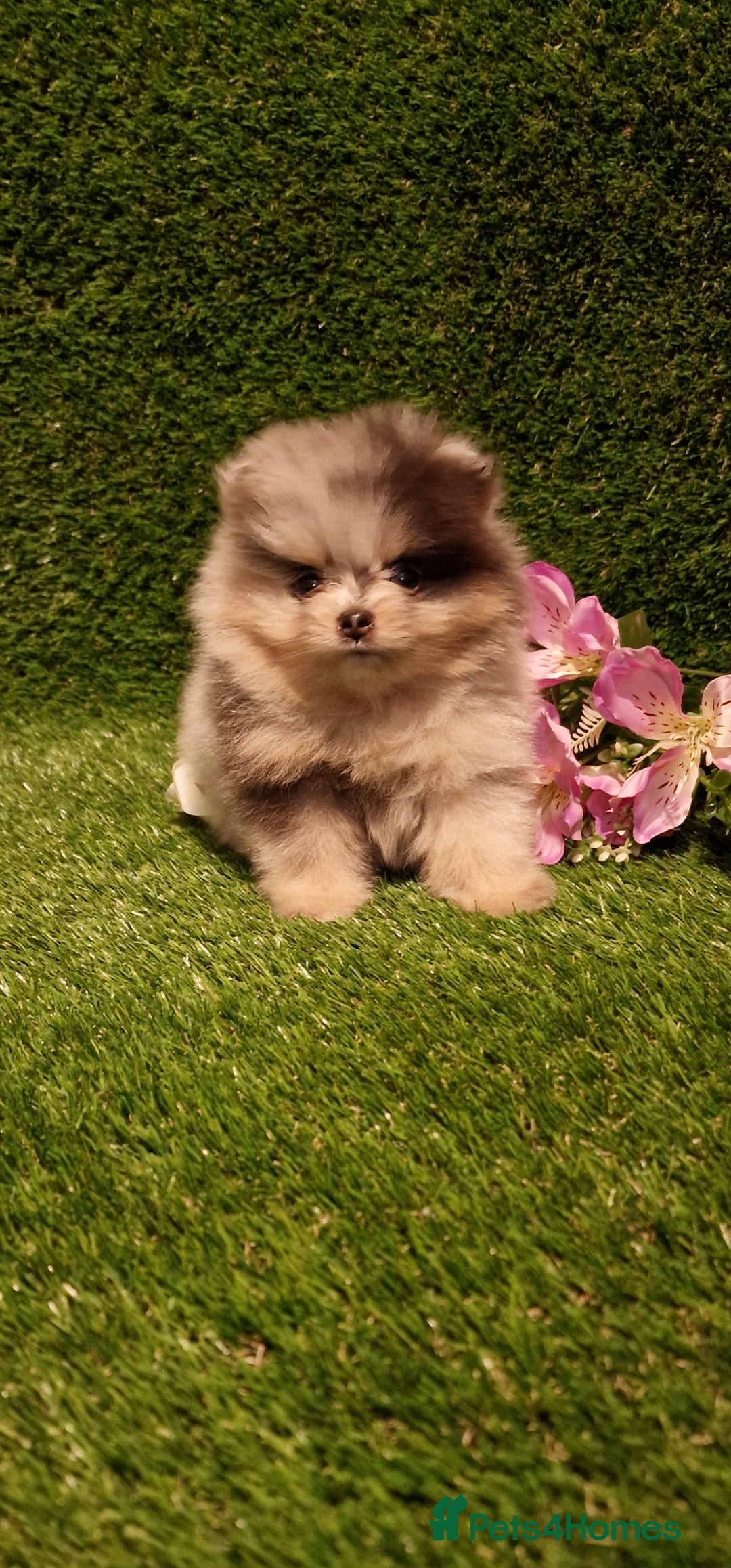 Pomeranian dogs for sale: 🧸💥 TOPQUALITY XXS UNIQUE POMERANIAN PUPPIES 🧸💥 - Image 3