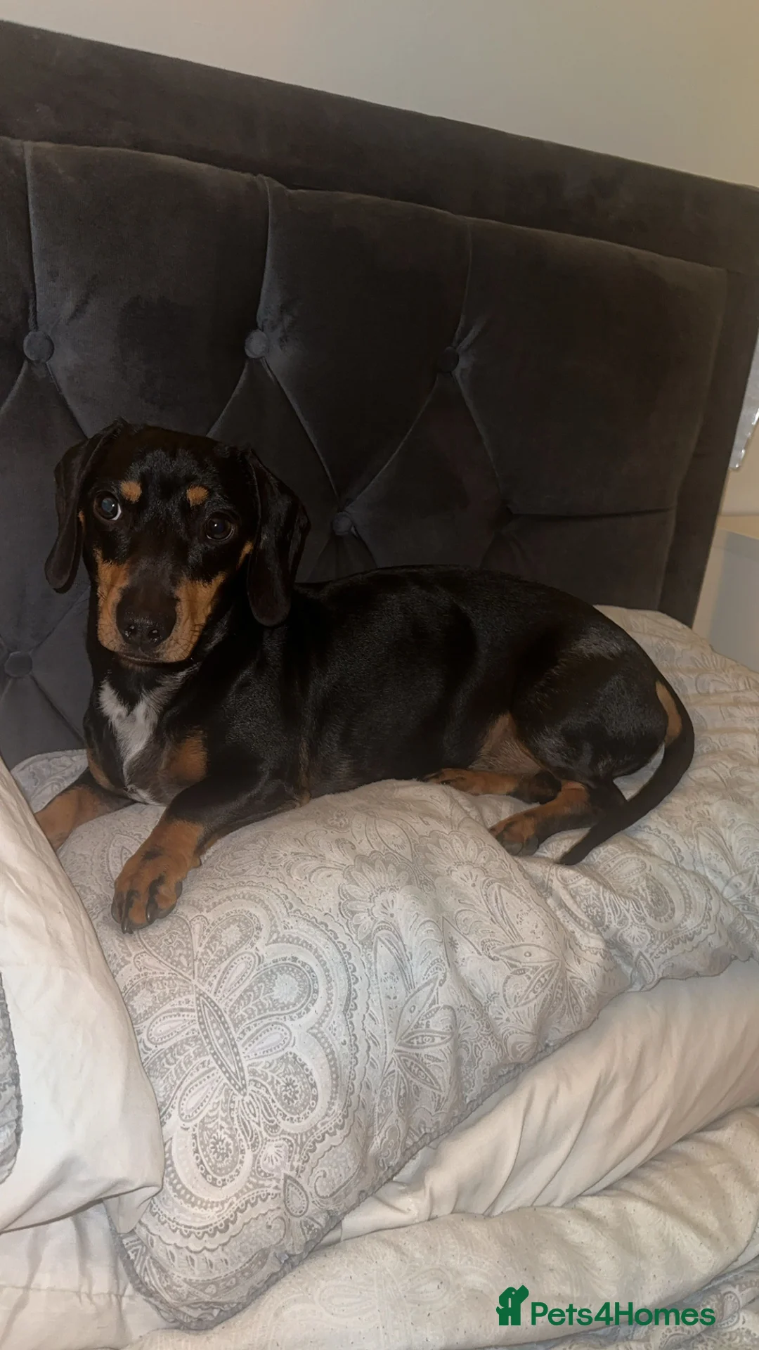 Dachshund dogs for sale: 2 year ago male dachshund 🐶 please read add - Advert 2