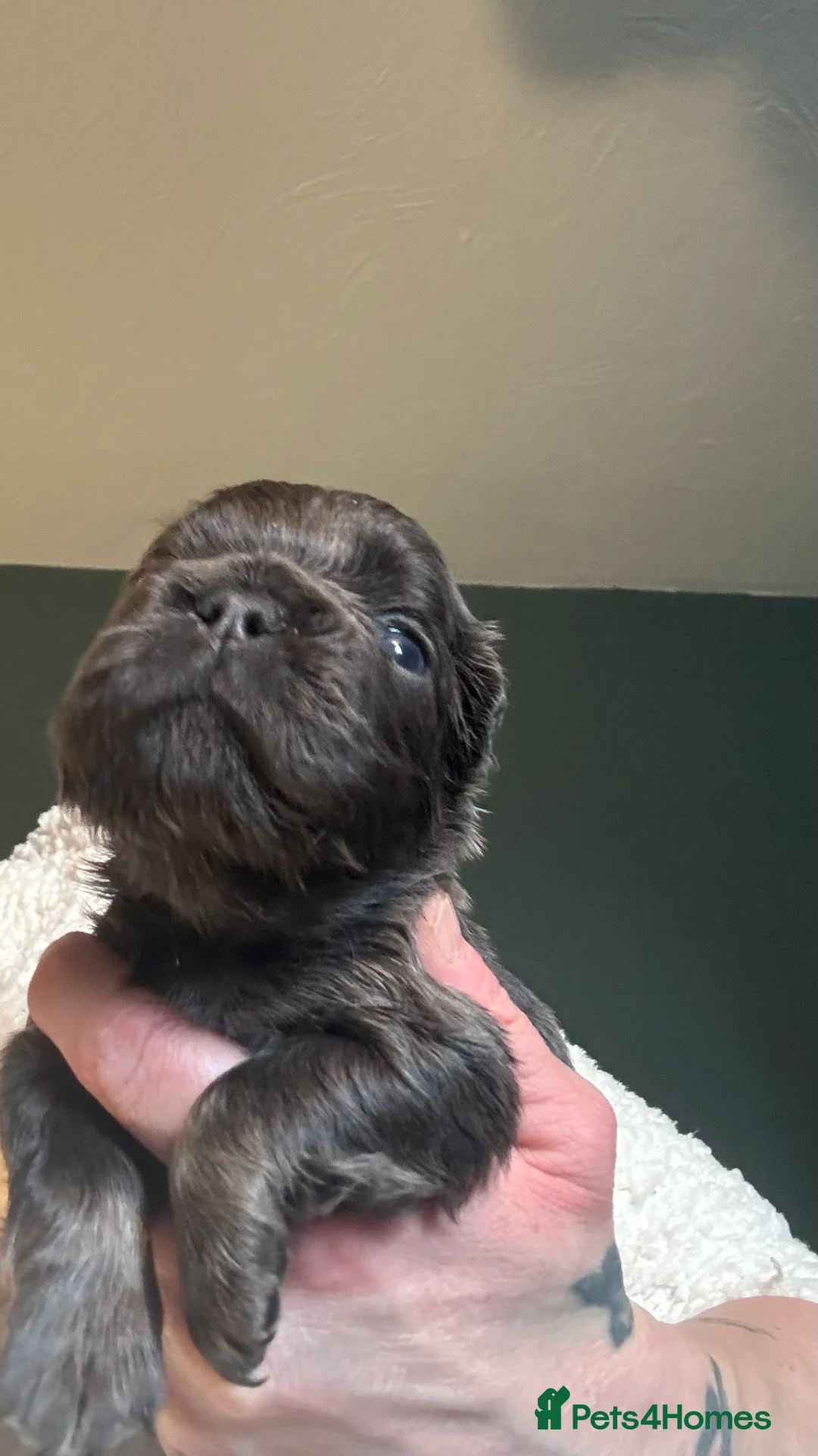 French Bulldog dogs for sale: Fluffy blue frenchie  - Advert 1