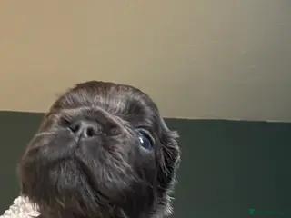 French Bulldog dogs Fluffy blue frenchie - Advert 1