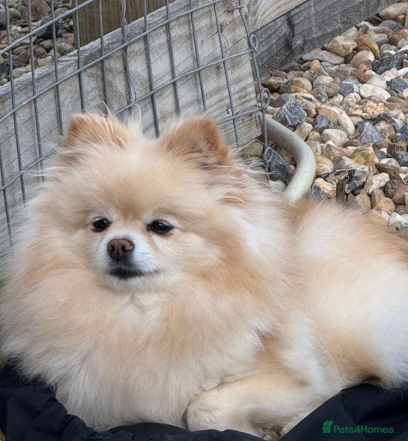 Pomeranian dogs Poppie  - Advert 1