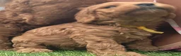 Cavapoo dogs for sale: LAST FOX RED GORGEOUS GIRL AVAILABLE NOW - Advert 33