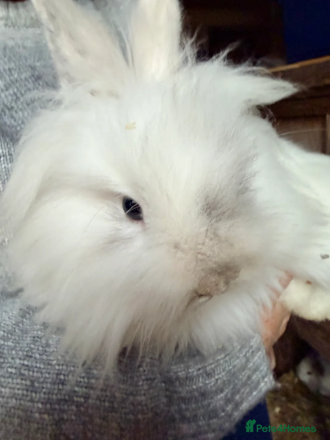 Lionhead rabbits for sale: Lionheads Bucks  - Advert 1