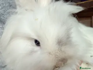 Lionhead rabbits Lionheads Bucks - Advert 1