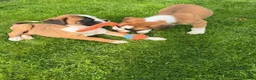 Boxer dogs for sale: Beautiful Boxer Puppies-2 Boys & 1 Girl in Reading - Advert 3