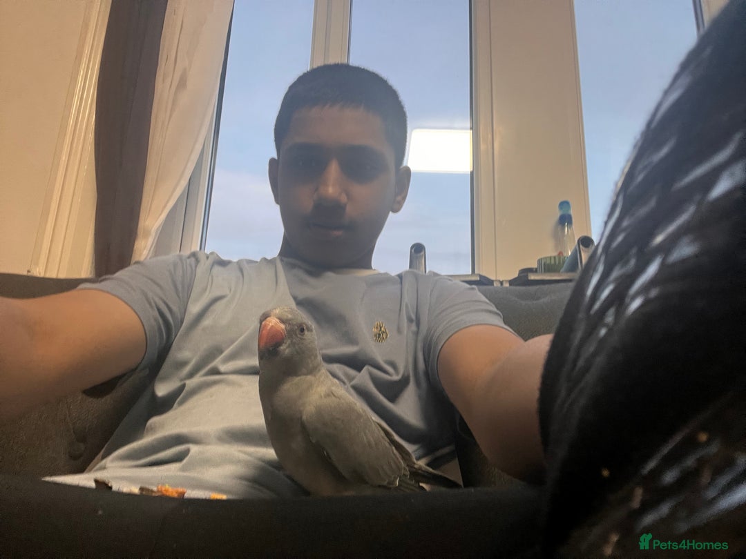 Ringnecks birds for sale: Beautiful grey ringneck - Advert 4