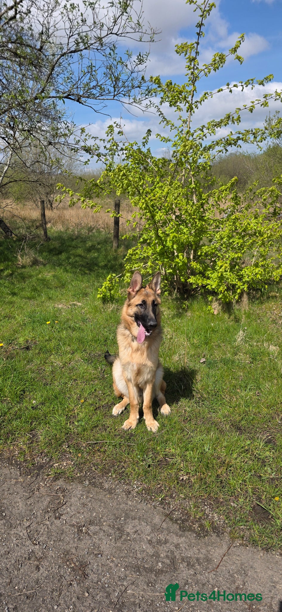 German Shepherd dogs German shepherd for sale - Advert 1