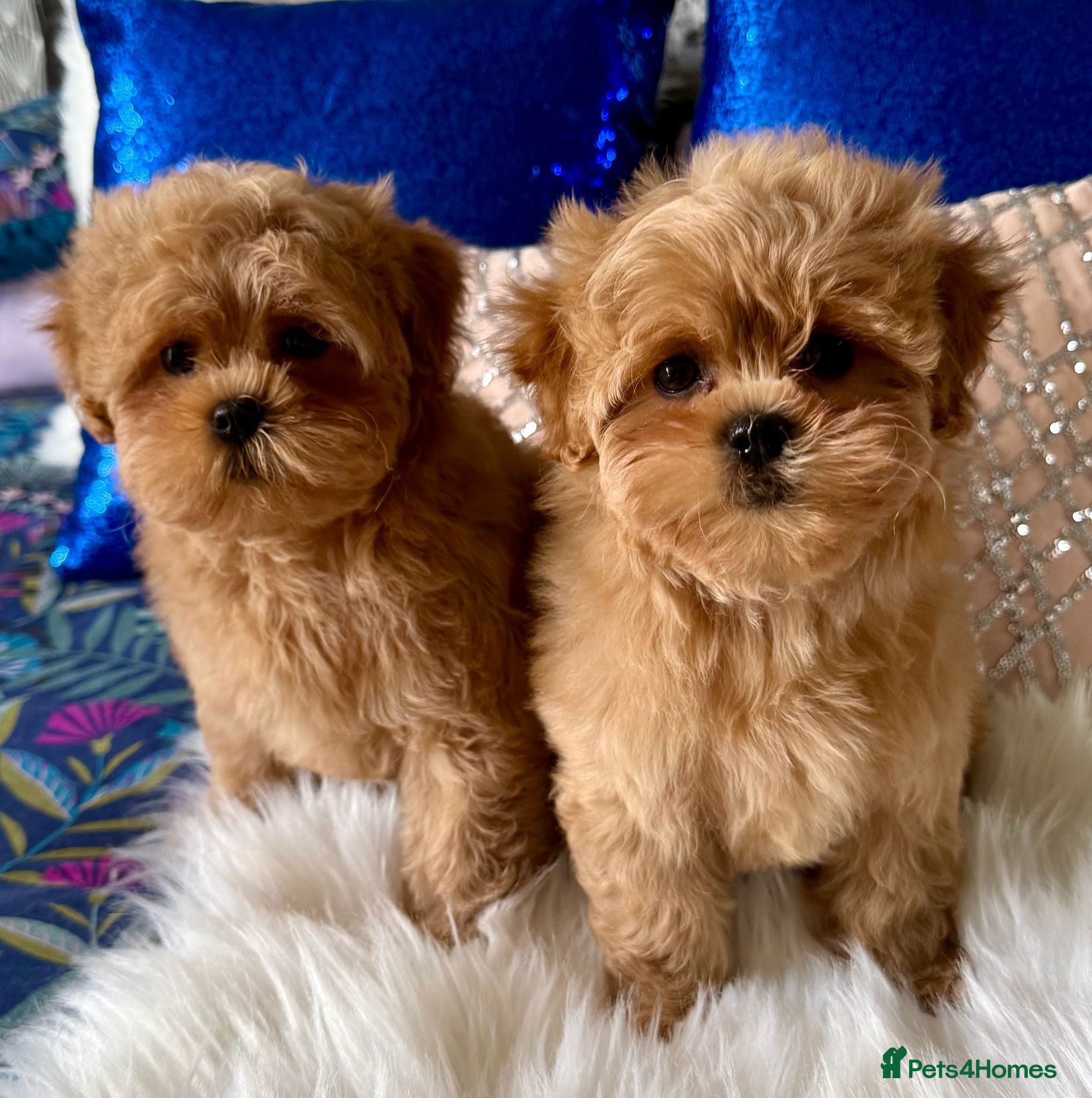 Shihpoo dogs Stunning Asian Shih Poo puppies - Advert 14
