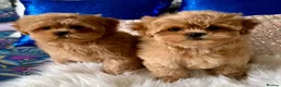 Shihpoo dogs for sale: Stunning Asian Shih Poo puppies - Advert 1