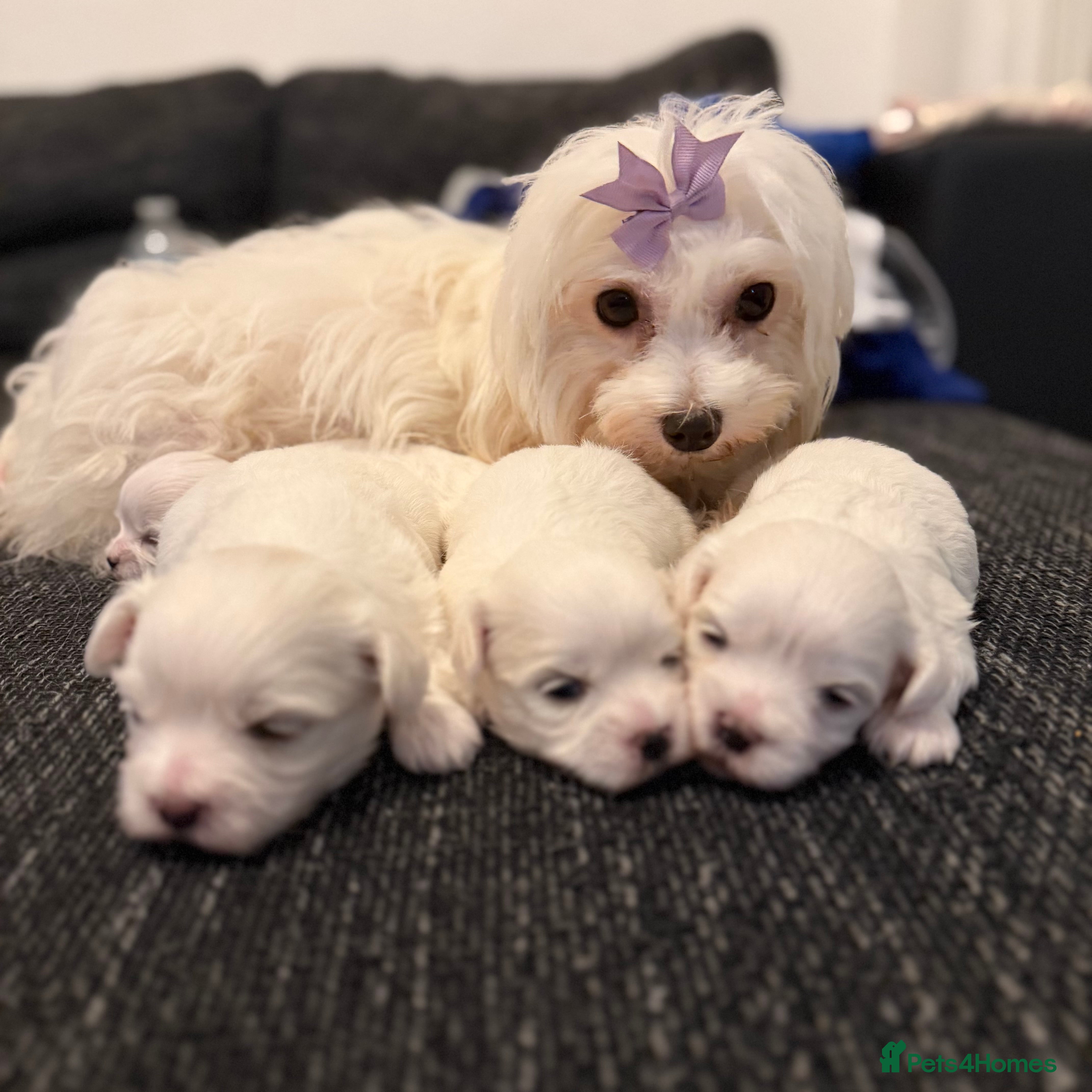 Maltese dogs Korean maltase puppies for sale  - Advert 2